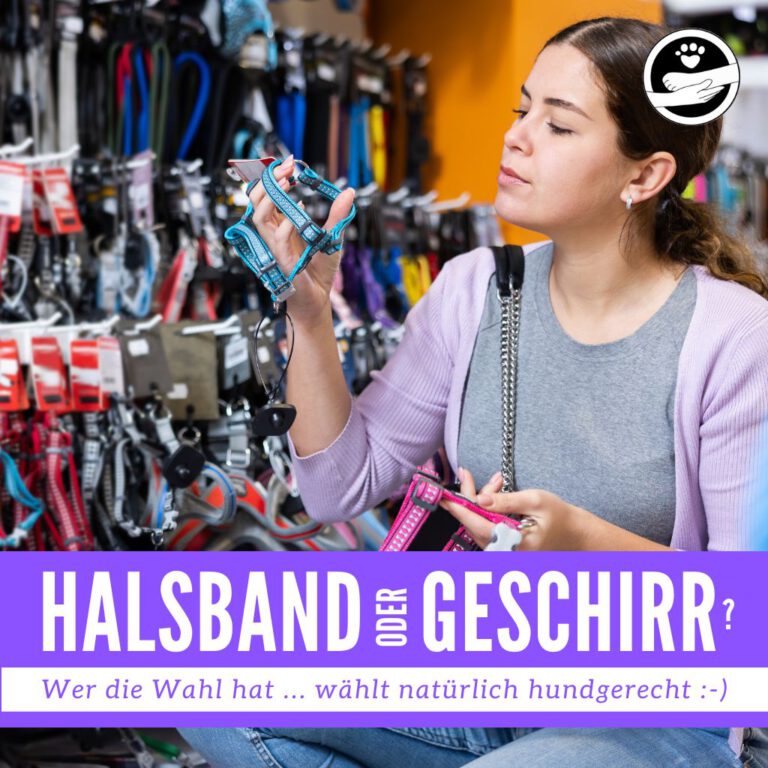 Hundeschule_Doggylike_Halsband_Hundegeschirr