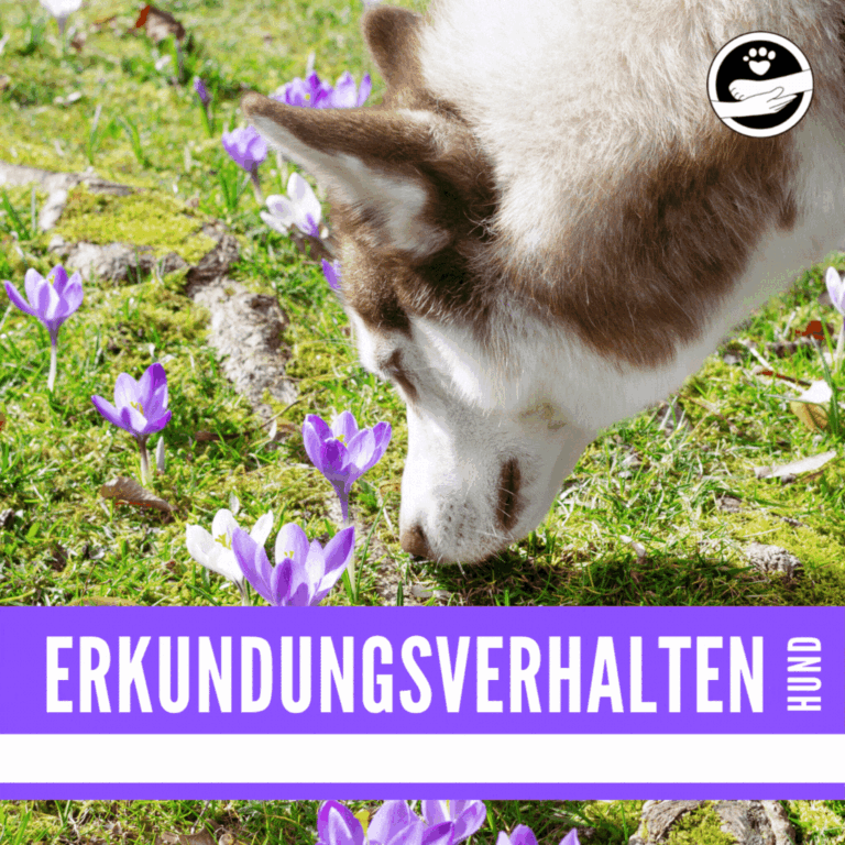 Doggylike_Hundeschule_Erkundungsverhalten-Hundgerecht