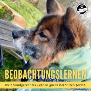 Doggylike_Hundeschule_Hundetraining_Beobachtungslernen