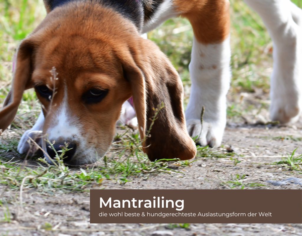 Hundeschule_Doggylike_Mantrailing