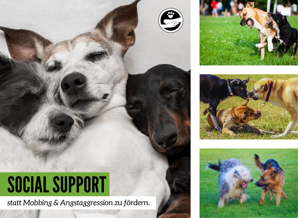 Hundeschule_Doggylike_Social_Support