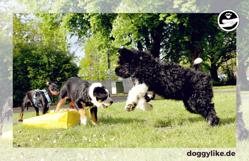 Doggylike_Hundesozialverhalen_lernen