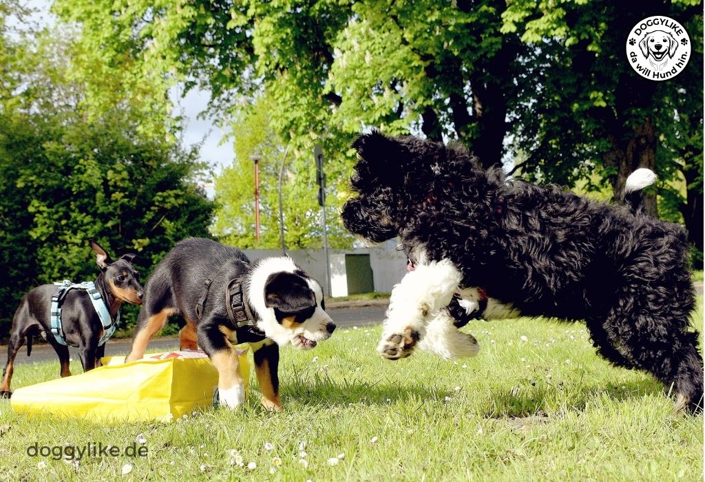 Doggylike_Welpentraining_Hundespielen