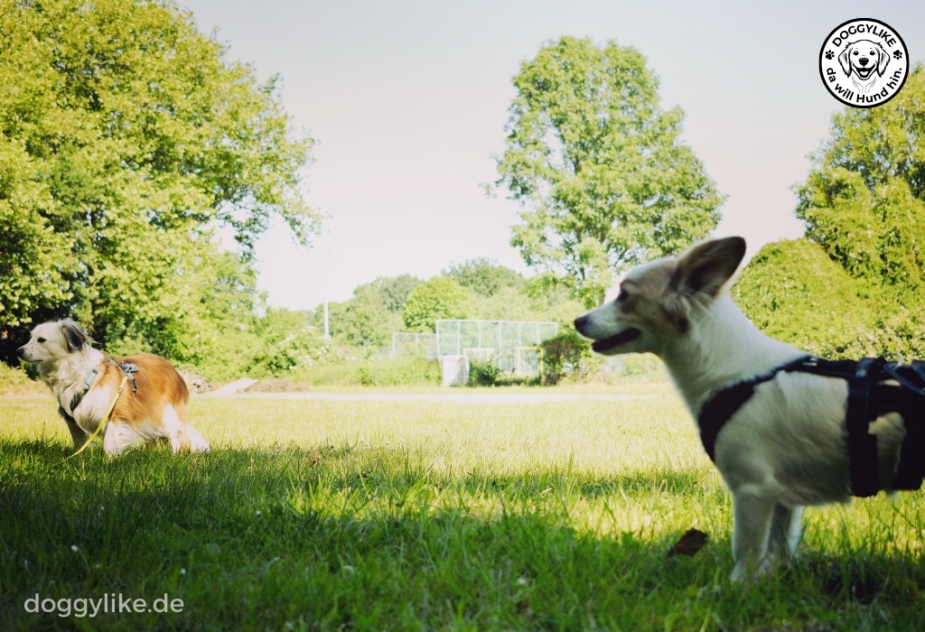 Hundeschule_Doggylike_Begegnungstraining_Angsthunde