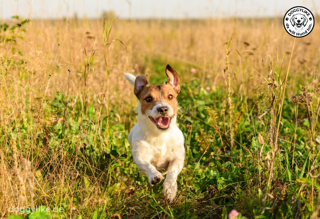 Hundeschule_Doggylike_Begegnungstraining_Freilauf