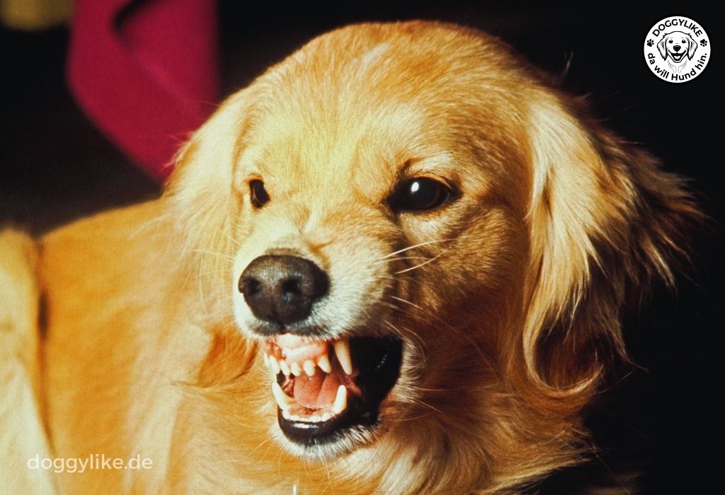 Hund reagiert aggressiv - lerne friedlich zu kommunizieren mit Schulungen von DOGGYLIKE.