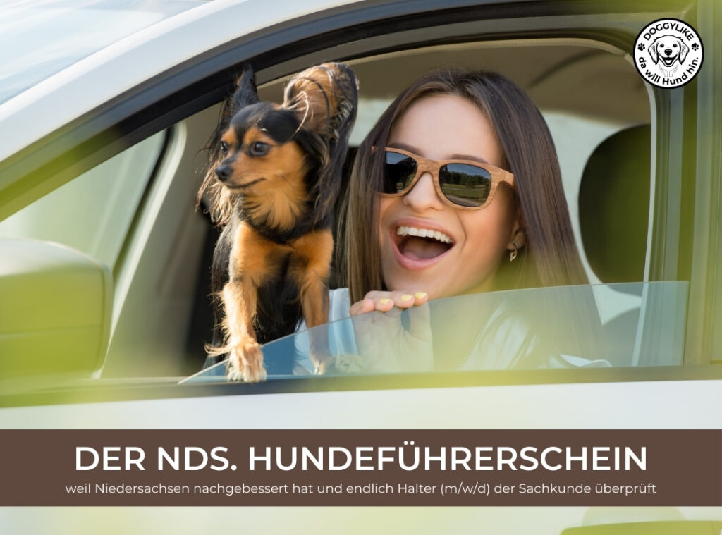 Doggylike_Hundeführerschein