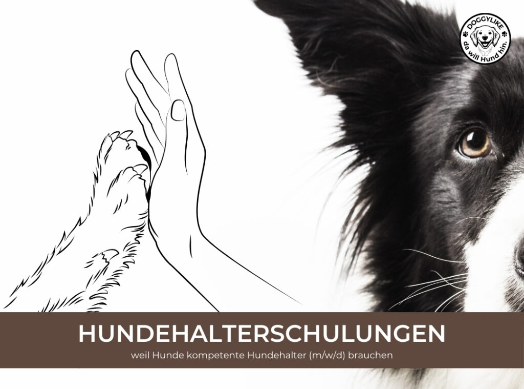 Doggylike_Hundehalterschulungen