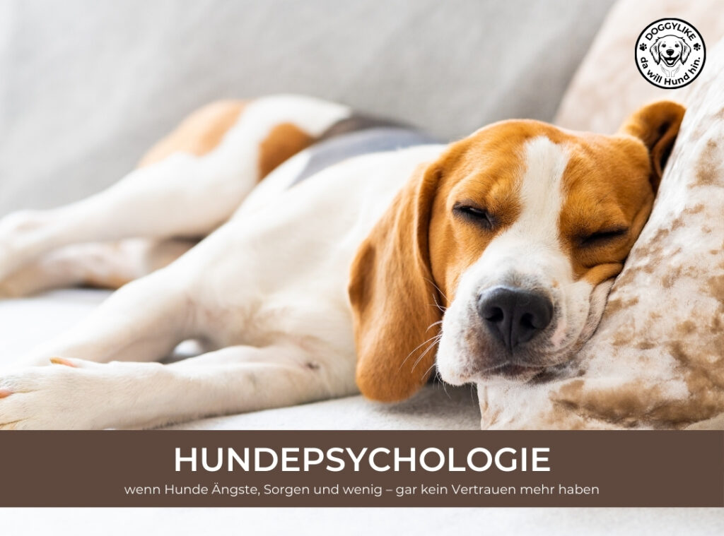 Doggylike_Hundepsychologie