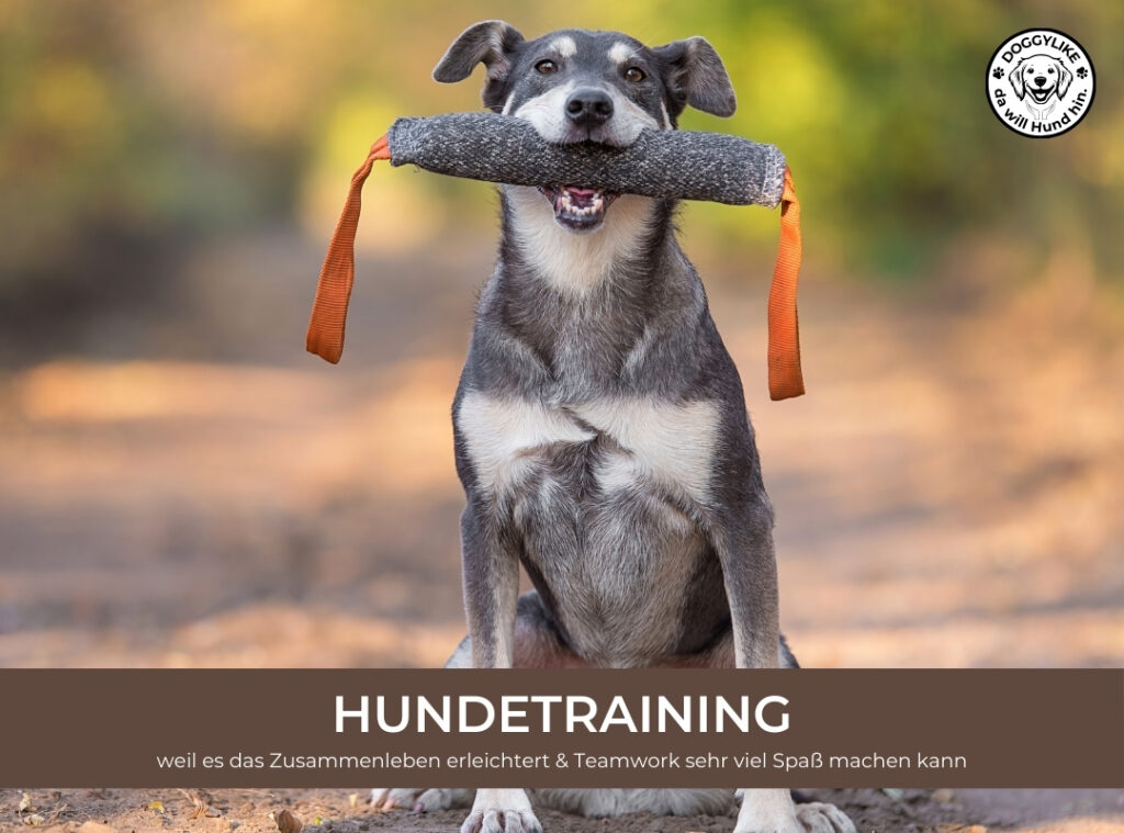 Hundetraining_DOGGYLIKE