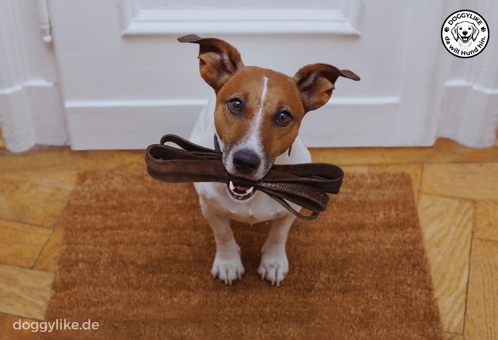 Hundeschule_Doggylike_Leinenhandling