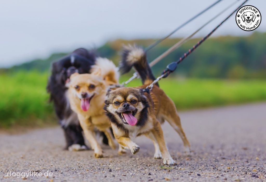 Hundeschule_Doggylike_Leinenzerrer_02