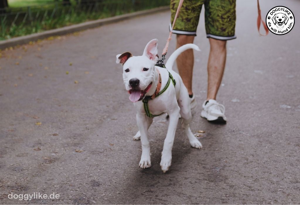 Hundeschule_Doggylike_Leinenzerrer_03