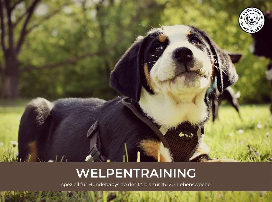 Doggylike_Welpentraining