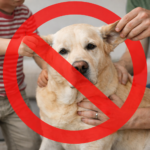 Doggylike Hunde kein Spielzeug