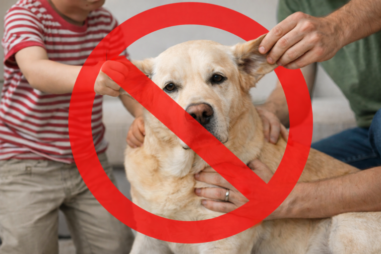 Doggylike Hunde kein Spielzeug