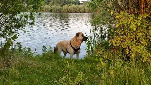 Doggylike Newman Meister der Resozialisierung