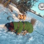 Doggylike empfiehlt hurrta Hundemäntel