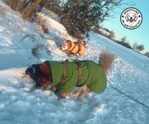 Doggylike empfiehlt hurrta Hundemäntel