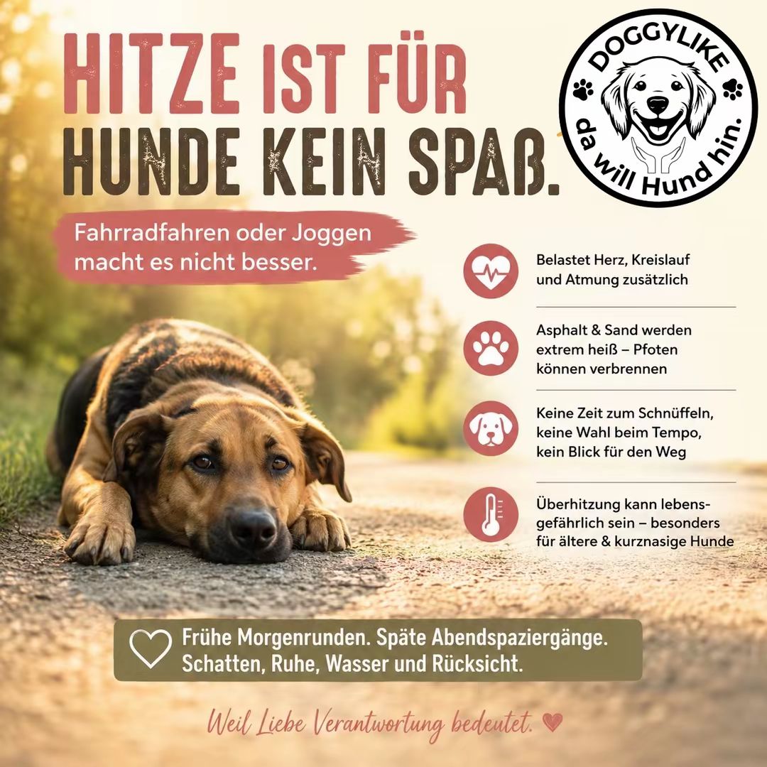 DOGGYLIKE klärt auf: Hitzegefahr für Hunde – richtig verhalten im Sommer